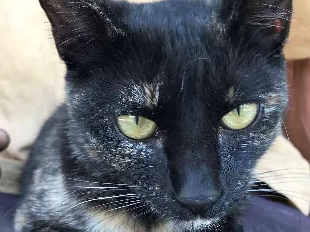 Gato ra a SRD idade 2 a 6 meses nome ESTRELA