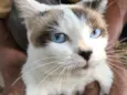 AGATHA
