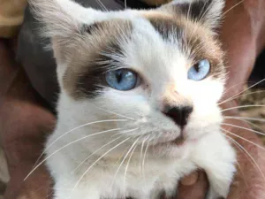 Gato raça Siamês idade 7 a 11 meses nome AGATHA