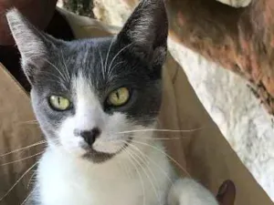 Gato raça SRD idade 7 a 11 meses nome YASMIN