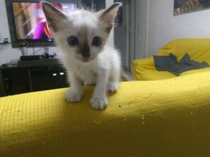 Gato ra a não sabe idade Abaixo de 2 meses nome não tem