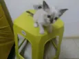 não tem