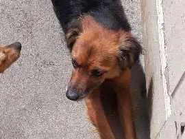 Cachorro raça Indefinida  idade 4 anos nome Preta