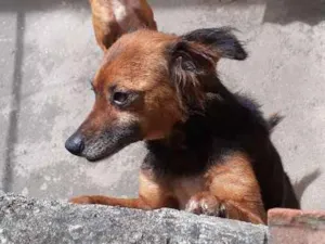 Cachorro raça Indefinida  idade 4 anos nome Preta