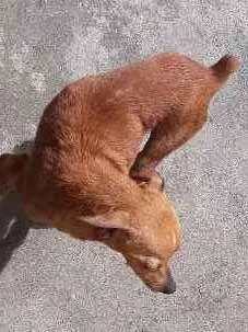Cachorro raça pinscher idade 3 anos nome Peter