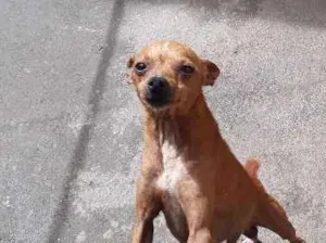 Cachorro raça pinscher idade 3 anos nome Peter