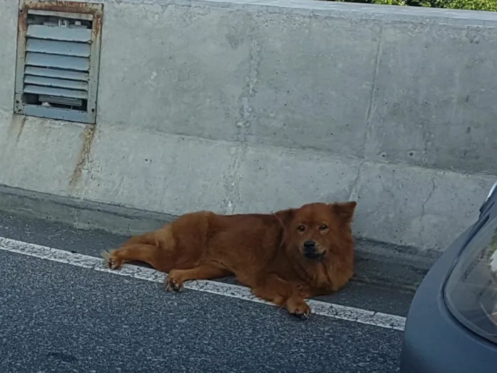 Cachorro raça chowchow idade 1 ano nome sem nome