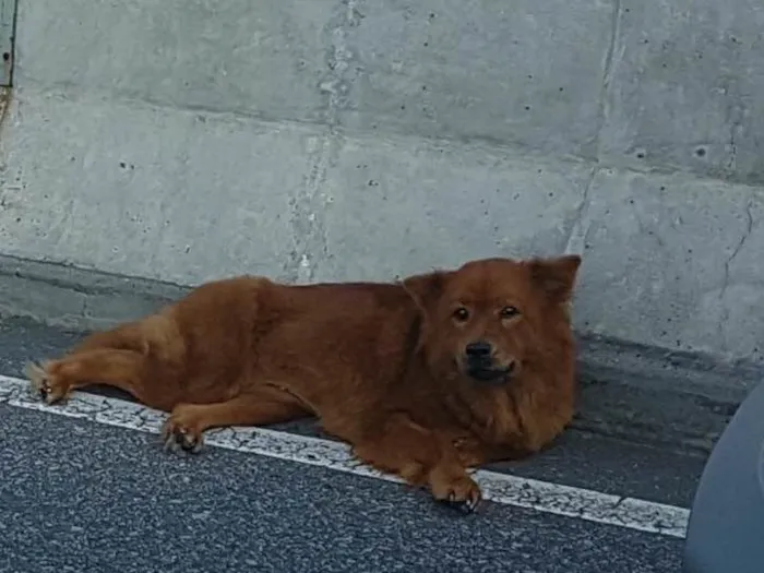 Cachorro raça chowchow idade 1 ano nome sem nome