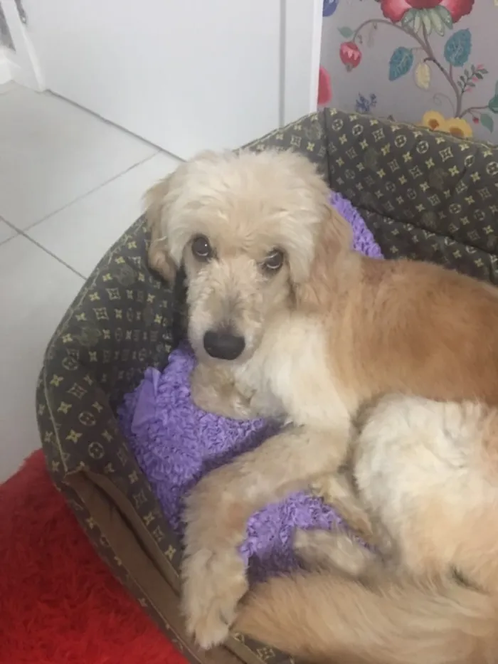 Cachorro ra a srd idade 1 ano nome sem nome