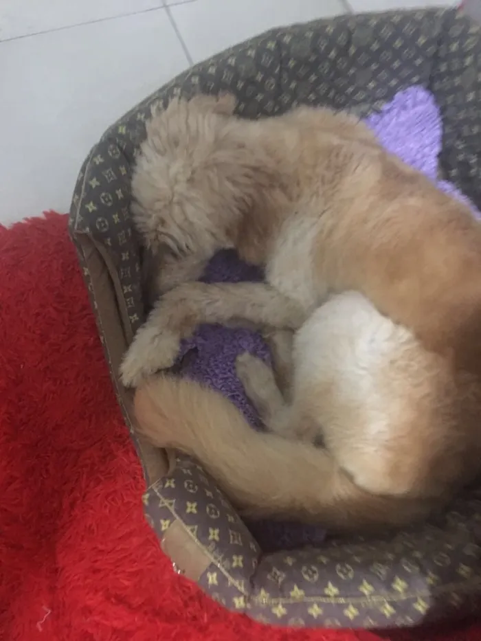 Cachorro ra a srd idade 1 ano nome sem nome
