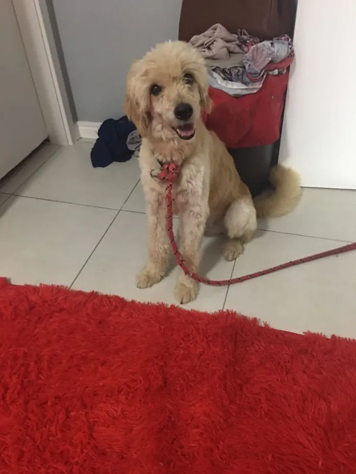 Cachorro ra a srd idade 1 ano nome sem nome