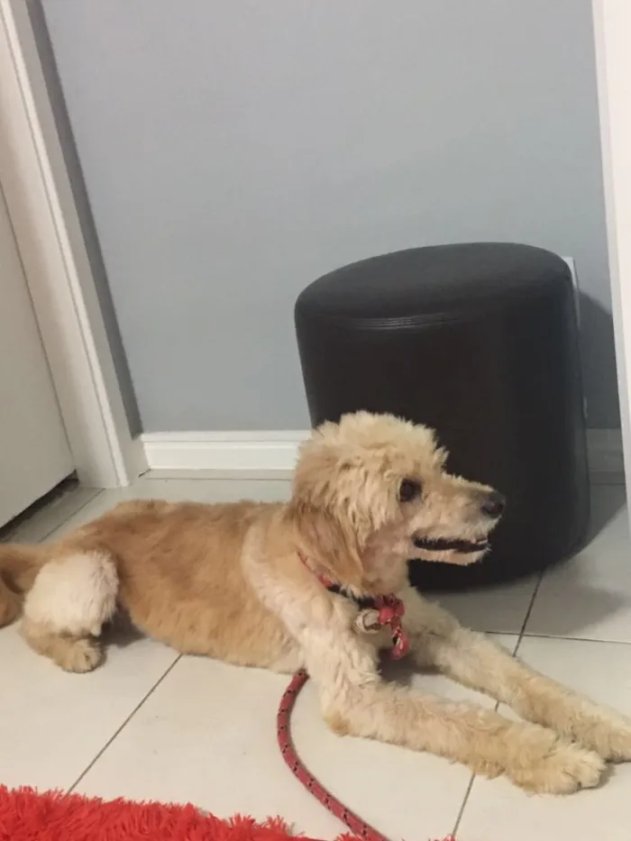 Cachorro ra a srd idade 1 ano nome sem nome