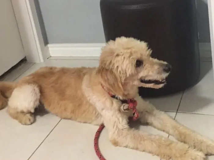 Cachorro ra a srd idade 1 ano nome sem nome