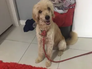 Cachorro raça srd idade 1 ano nome sem nome