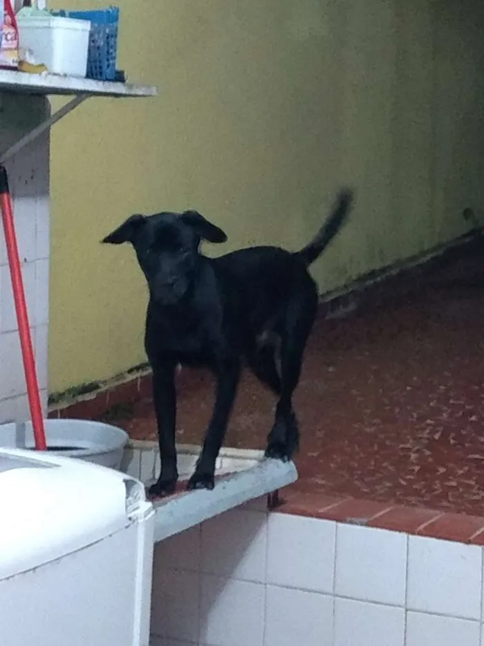 Cachorro ra a Srd idade 1 ano nome Negão