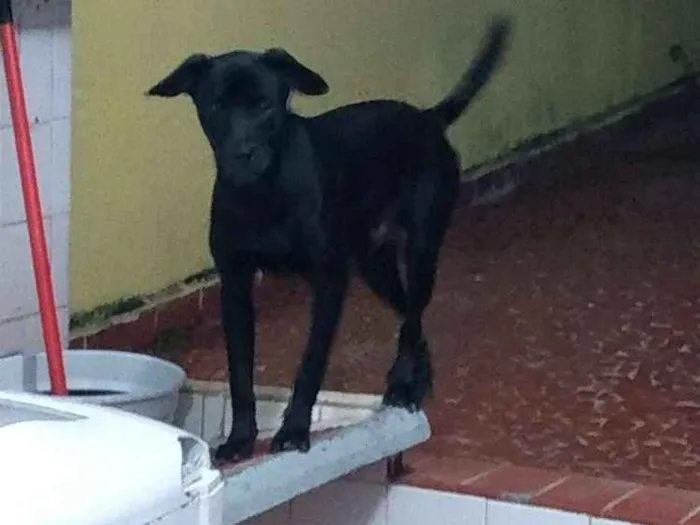 Cachorro ra a Srd idade 1 ano nome Negão