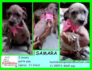Cachorro raça  idade 2 a 6 meses nome Samara Bebezinha