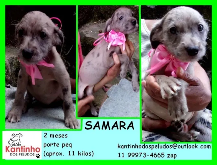 Cachorro ra a  idade 2 a 6 meses nome Samara Bebezinha