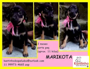 Cachorro raça  idade 2 a 6 meses nome Marikota Bebezinha