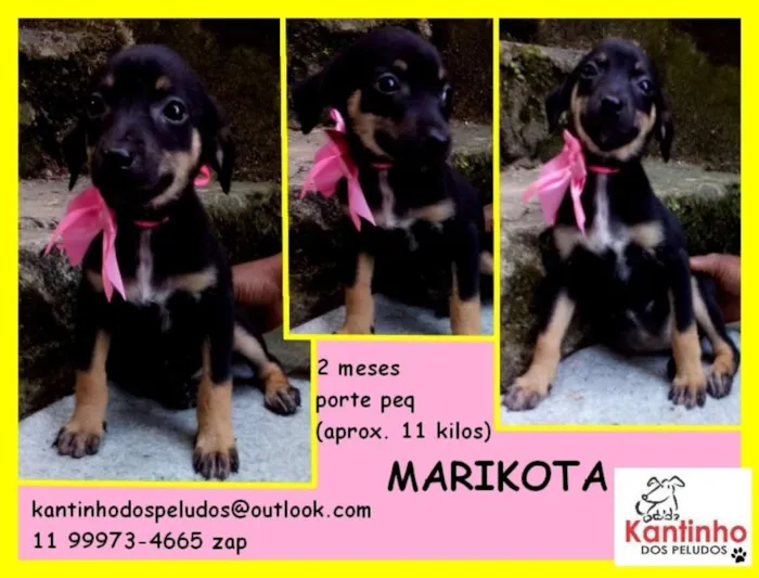 Cachorro ra a  idade 2 a 6 meses nome Marikota Bebezinha