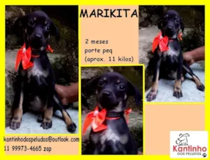 Cachorro raça  idade 2 a 6 meses nome Marikita Bebezinha