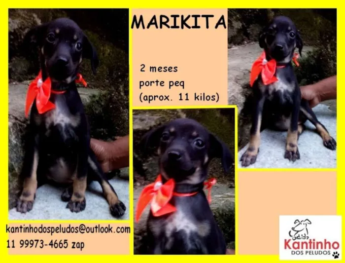 Cachorro ra a  idade 2 a 6 meses nome Marikita Bebezinha