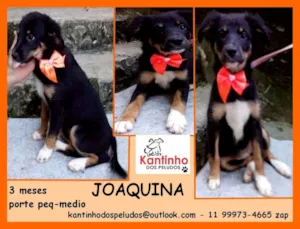 Cachorro raça  idade 2 a 6 meses nome Joaquina Bebezinha