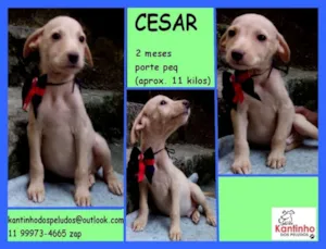 Cachorro raça  idade 2 a 6 meses nome César Bebezinho