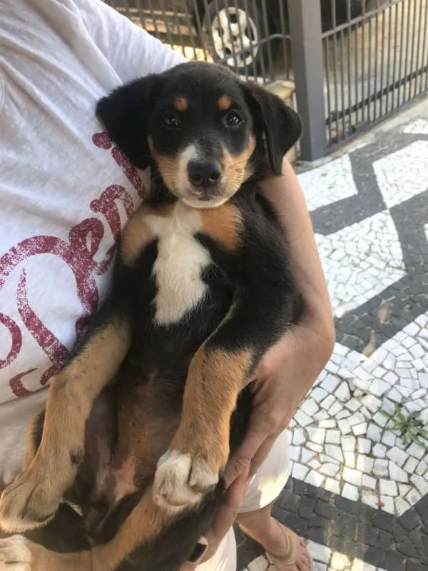 Cachorro ra a Vira Lata idade 2 a 6 meses nome Sem nome