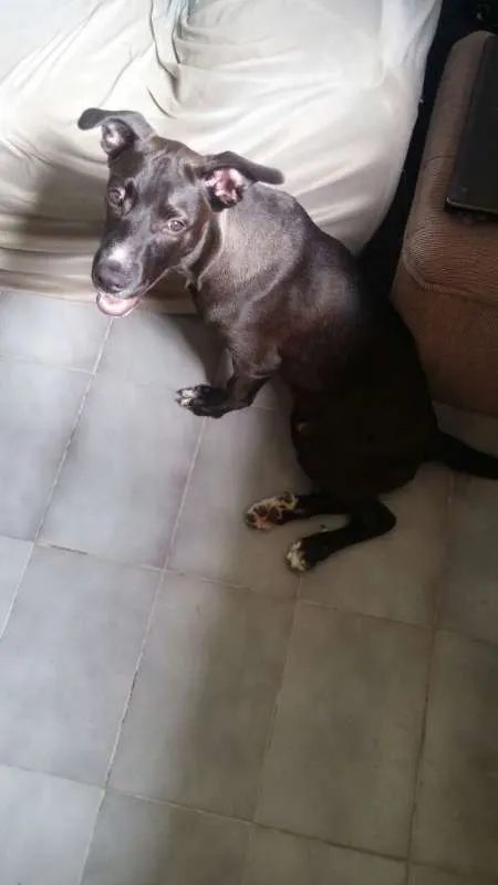 Cachorro ra a pitbull idade 2 a 6 meses nome Thor
