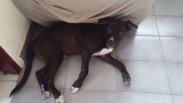 Cachorro ra a pitbull idade 2 a 6 meses nome Thor
