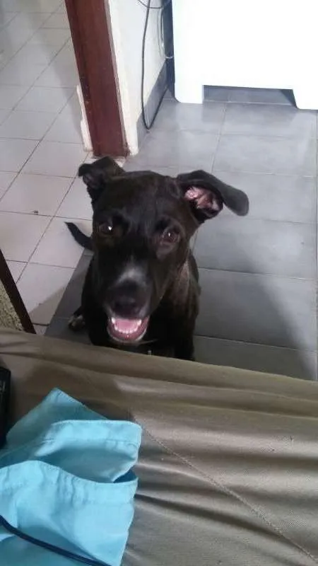 Cachorro ra a pitbull idade 2 a 6 meses nome Thor