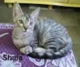 Shaia
