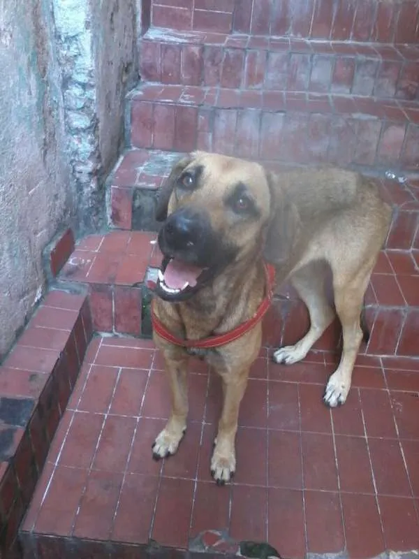 Cachorro ra a SRD idade 2 anos nome Penelope