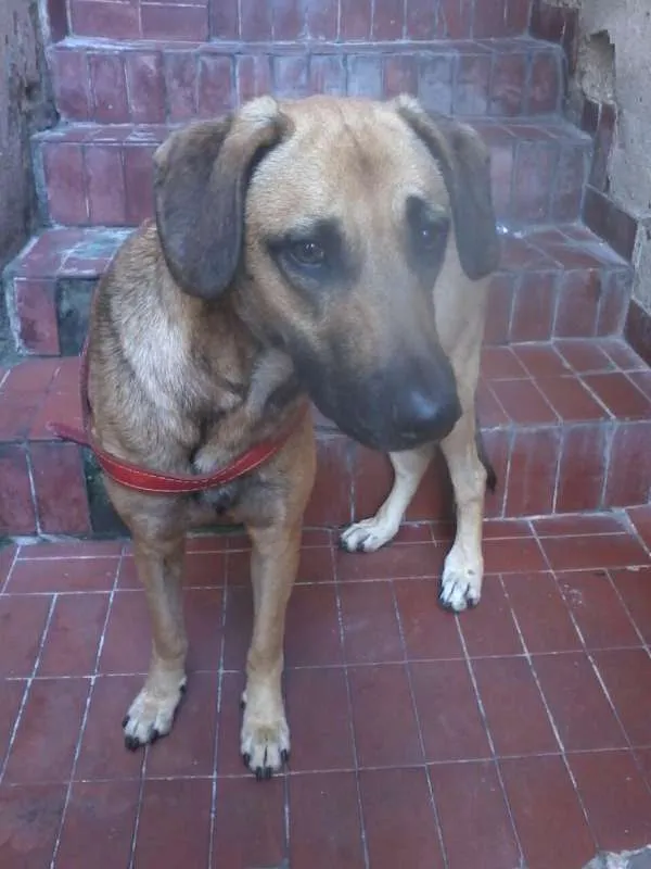 Cachorro ra a SRD idade 2 anos nome Penelope
