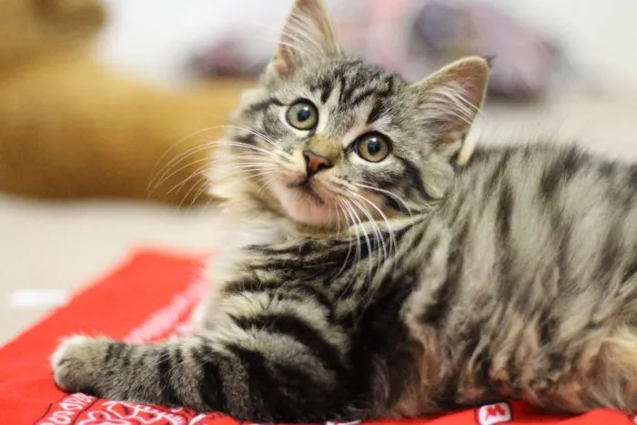 Gato ra a RND idade Abaixo de 2 meses nome Filó