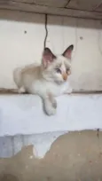 bibi