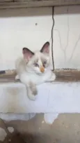 bibi