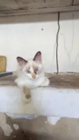 bibi