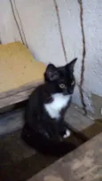 bubu