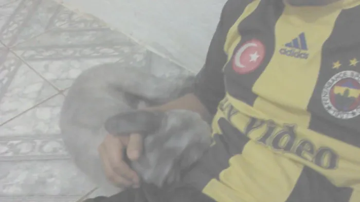 Cachorro ra a Poodle idade 3 anos nome Jupiter