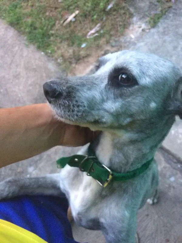 Cachorro ra a Poodle idade 3 anos nome Jupiter