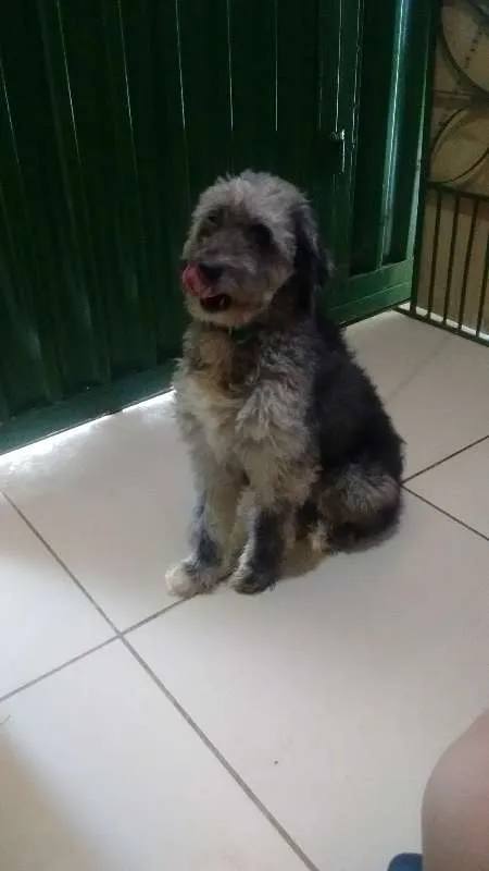 Cachorro ra a Poodle idade 3 anos nome Jupiter