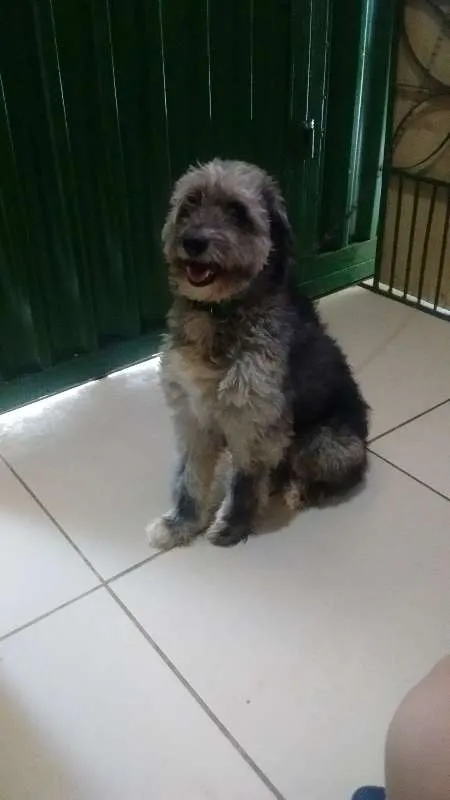 Cachorro ra a Poodle idade 3 anos nome Jupiter