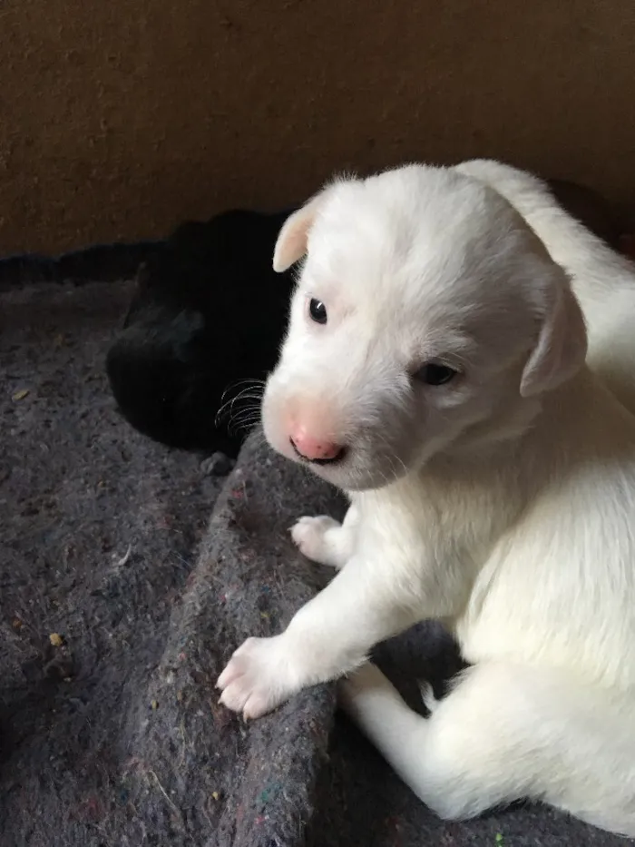 Cachorro ra a SRD idade Abaixo de 2 meses nome Floquinho