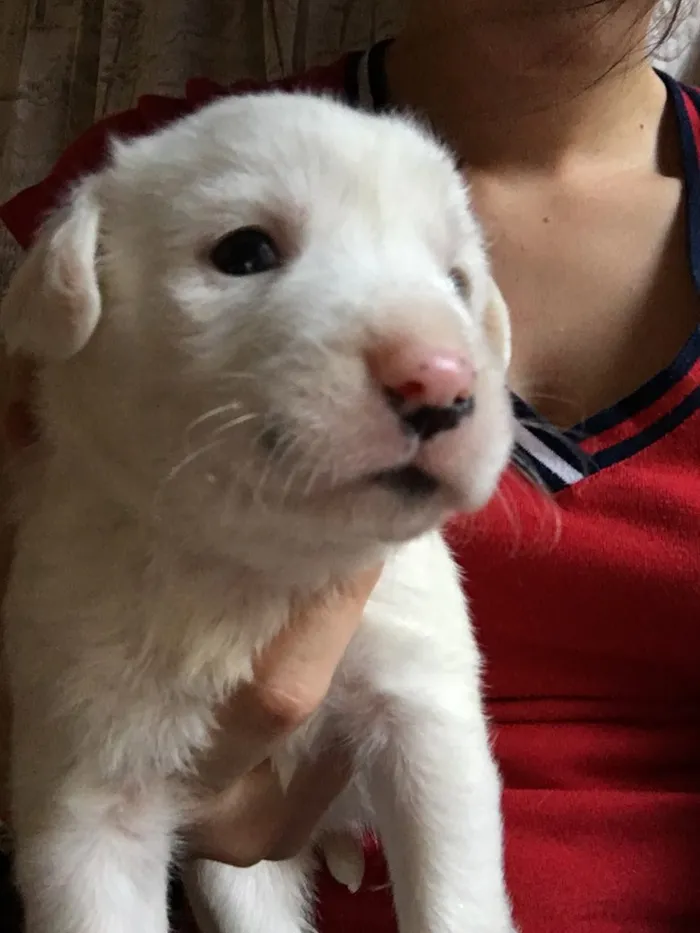 Cachorro ra a SRD idade Abaixo de 2 meses nome Floquinho