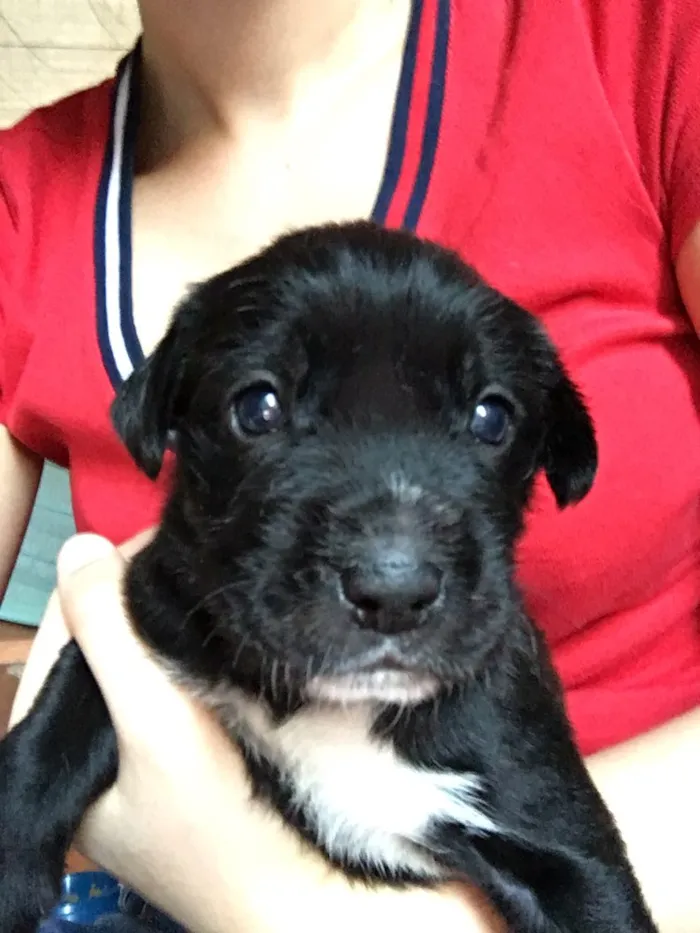 Cachorro ra a SRD idade Abaixo de 2 meses nome Baguera