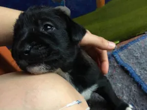 Cachorro raça SRD idade Abaixo de 2 meses nome Baguera