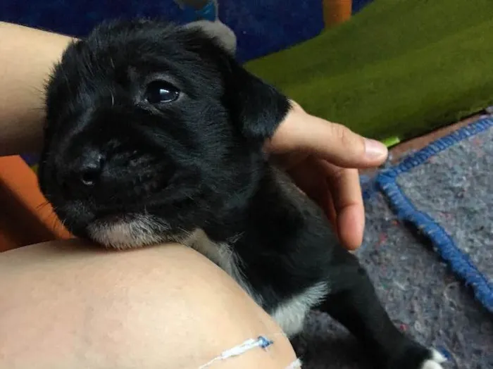 Cachorro ra a SRD idade Abaixo de 2 meses nome Baguera