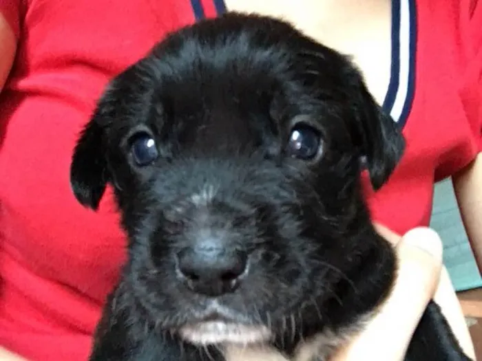 Cachorro ra a SRD idade Abaixo de 2 meses nome Baguera